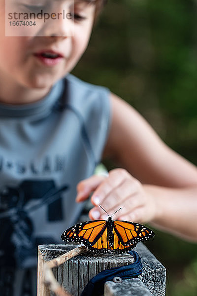 Ein kleiner Junge betrachtet einen Monarchfalter  der sich auf einem Geländer ausruht.