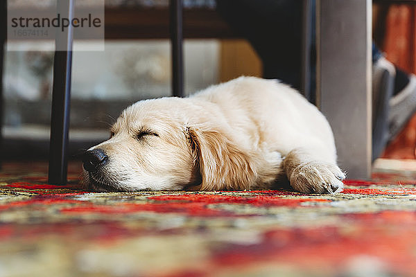 Niedriger Winkel Ansicht von Golden Retriever Labrador Welpe Hund schlafen