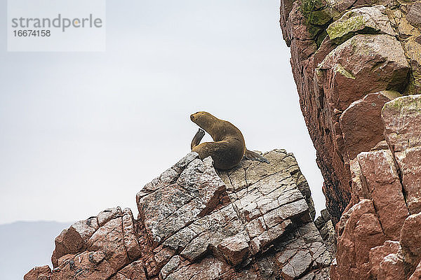 Südamerikanischer Seelöwe auf einem Felsen bei den Ballestas-Inseln  Paracas  Peru