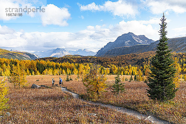 Herbstwanderung durch die Lärchen am Healey Pass in Banff