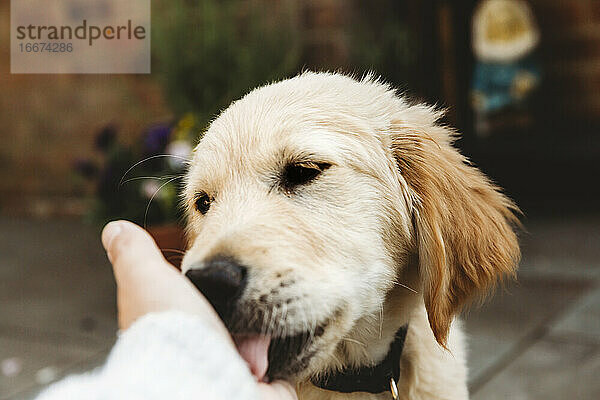Nahaufnahme von Golden Retriever Labrador Welpen Hund lecken Hand