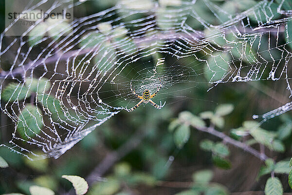 Tigerspinne auf ihrem Spinnennetz inmitten der Natur wartend