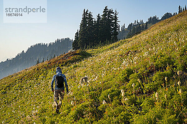 Männlicher Wanderer  der durch eine alpine Wiese mit Wildblumen wandert