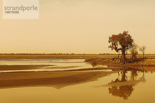 baum spiegelt sich im wasser  wüste hotan - china