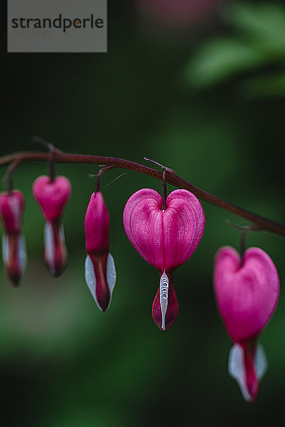 Nahaufnahme von blühenden rosa und weißen Herzblättern.