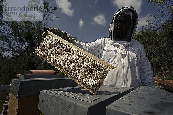 Ein Imker hält ein Gestell voller Honig vor sich