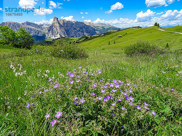 Die Alpenblumen blühen in der kräftigen Sommersonne auf der Höhe