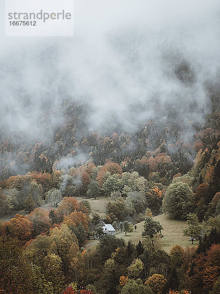 Nebliger Wald im stimmungsvollen Herbst
