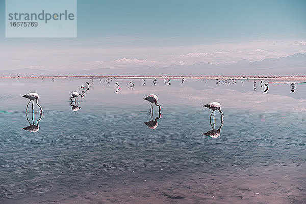 Gruppe von Flamingos auf Nahrungssuche in einer Salzlagune in der Atacama-Wüste