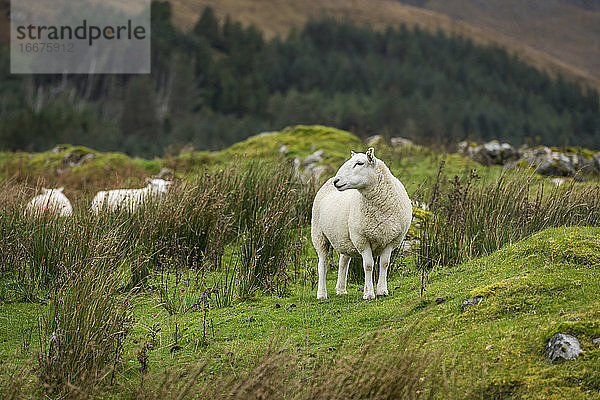 Schafe bei Pflanzen auf einem Feld  Isle of Skye  Schottland  UK