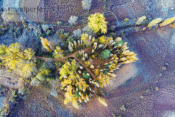 Spanien  Cuenca  Weidenanbau in Canamares im Herbst
