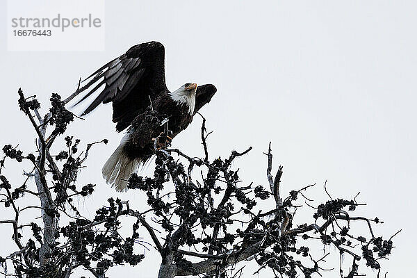 Kräftiger Weißkopfseeadler mit weißem Federkopf fliegt von der Spitze eines Baumes