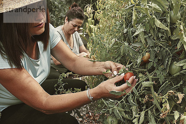 zwei Frauen mittleren Alters pflücken Tomaten aus dem Obstgarten