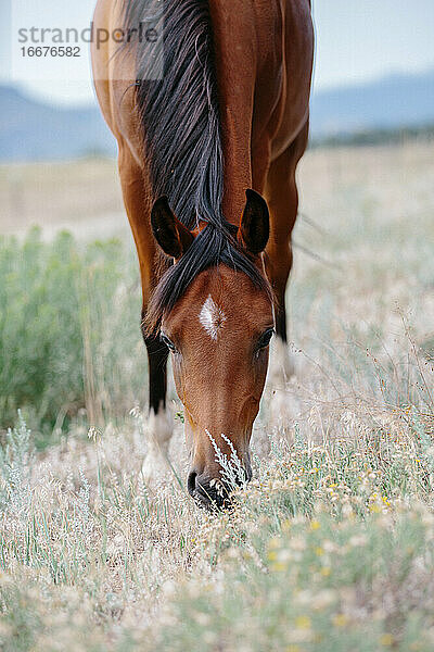 Arabisches Pferd beim Grasfressen mit Blick auf den Kopf