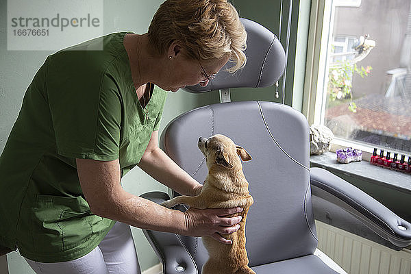 Eine Krankenschwester hebt einen kleinen Hund von einem Stuhl hoch