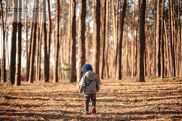 Rückansicht eines kleinen Jungen  der an einem sonnigen Tag im Herbst im Wald spazieren geht