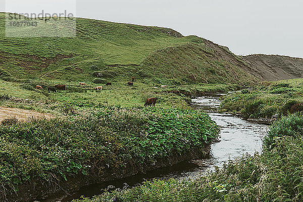 Rinder grasen an einem Flussbett in der irischen Landschaft der Grafschaft Clare
