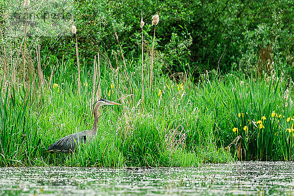 Seitenansicht eines Blaureihers beim Fischen in einem Teich