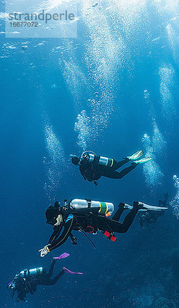 Taucher  die am Great Barrier Reef ins Blau abtauchen