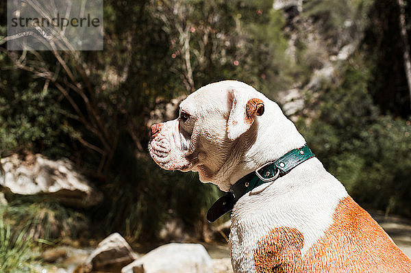 Amerikanische Bulldogge sitzend am Fluss  Profilaufnahme