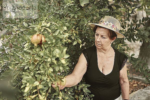 Eine ältere Frau pflückt Früchte aus ihrem eigenen städtischen Garten