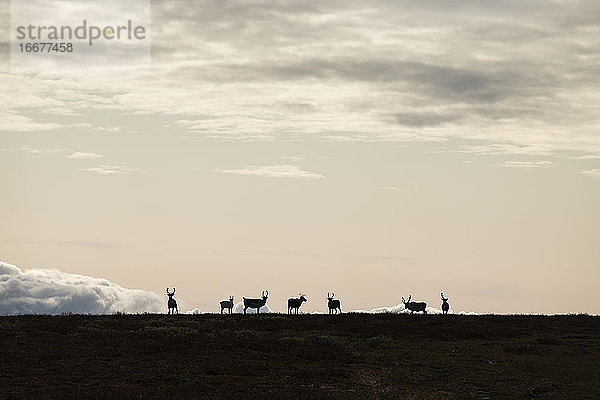 Silhouette einer Rentierherde am Kungsleden Trail  Lappland  Schweden