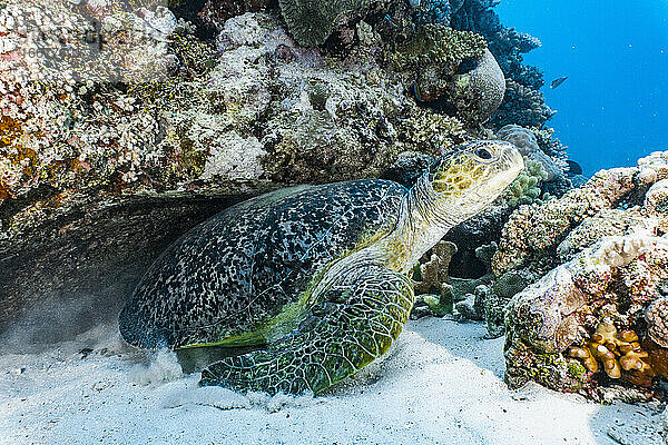 Grüne Riesenschildkröte (Chelonia mydas) am Great Barrier Reef
