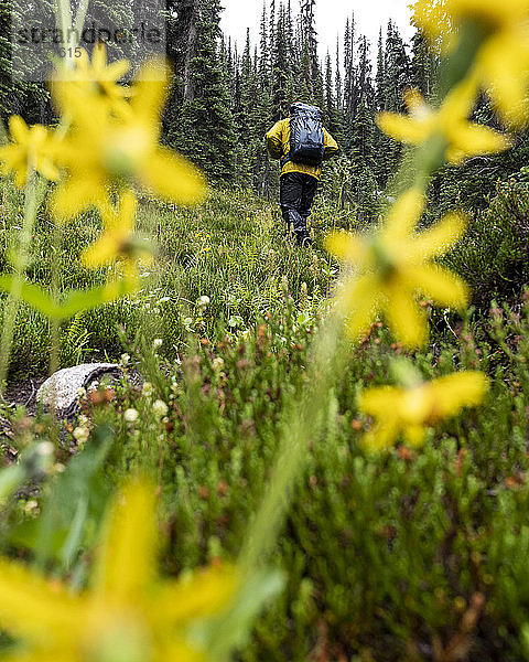 Rückenansicht eines anonymen männlichen Reisenden beim Wandern in British Columbia  während er einen grasbewachsenen Hügel mit Blumen im Wald hinaufgeht