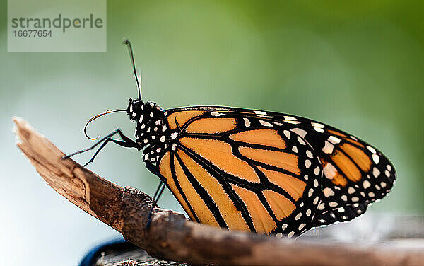 Nahaufnahme eines orangefarbenen Monarchfalters  der sich auf einem Stock ausruht.
