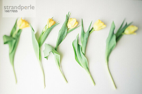 Fünf gelbe Tulpen auf weißem Hintergrund ausgebreitet