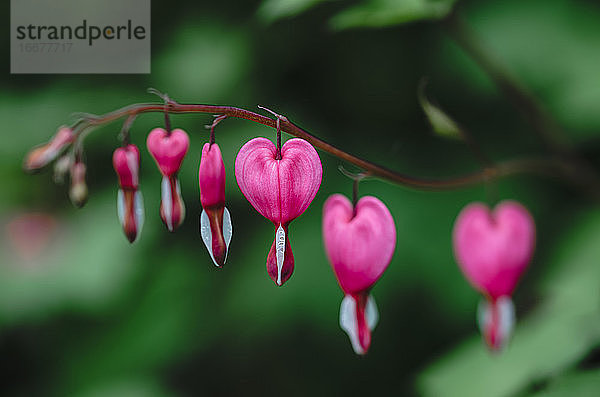 Nahaufnahme von blühenden rosa und weißen Herzblättern.