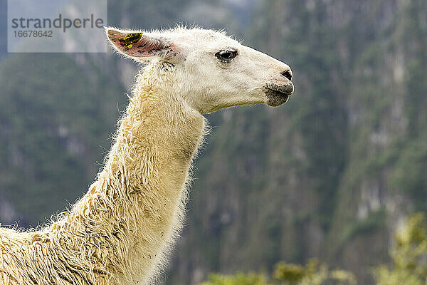 Seitenansicht eines Lamas am Machu Picchu  Peru