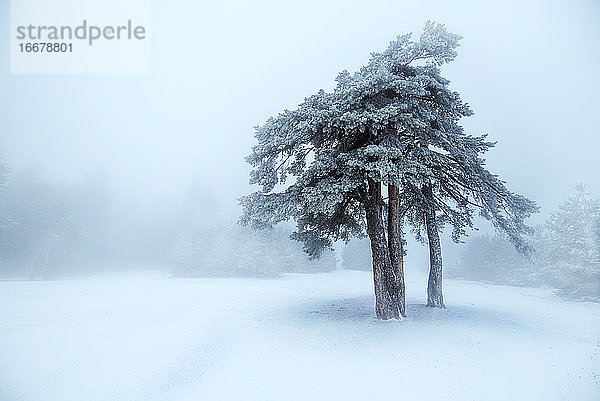 Schöner Winterbaum im Nebel.