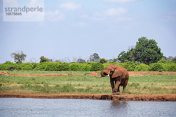 Ein Elefant am Wasserloch in der Savanne von Kenia