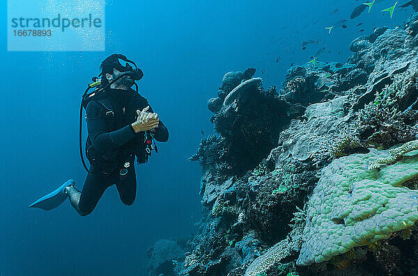 Taucher bei der Erforschung der Korallen am Great Barrie Reef