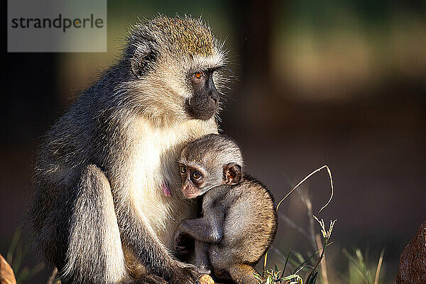 Ein kleiner Affe sitzt mit seiner Mutter im Gras