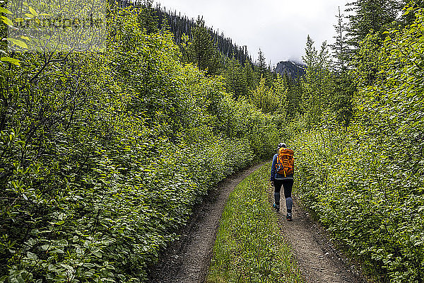 Rückenansicht eines nicht erkennbaren Touristen mit Rucksack  der allein auf einem schmalen Pfad durch einen grünen  üppigen Wald geht  während einer Wanderung im Sommer in British Columbia