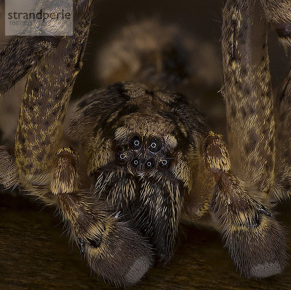 Extreme Makro-Arachnophobie  gruselige Hausspinne  haariges Riesenmonster