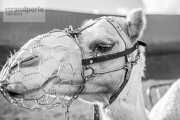 Das Lächeln des Kamels auf Lanzarote