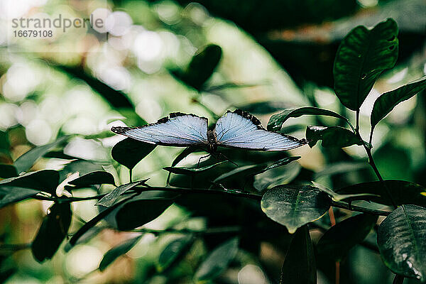 schöner blauer Schmetterling auf einem grünen Blatt sitzend