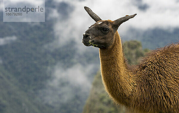 Lama am Machu Picchu  Peru