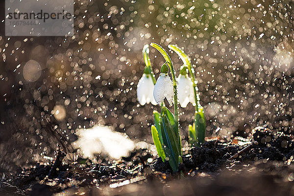 Schöne Schneeglöckchen  die ersten Frühlingsblumen.