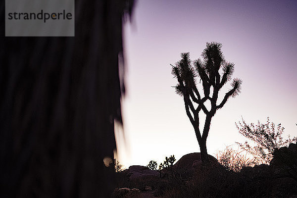 joshua tree silhouette bei sonnenuntergang in kalifornien