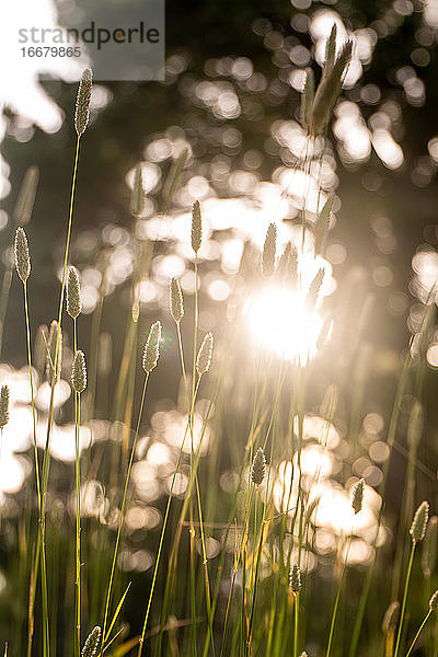 Detail von hohen braunen Gräsern im warmen sommerlichen Gegenlicht während der Dämmerung