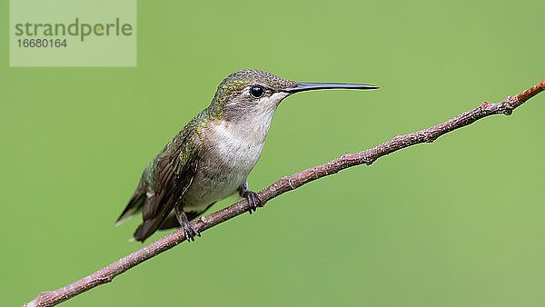 Ein Rubinkehl-Kolibri-Weibchen auf einem Ast