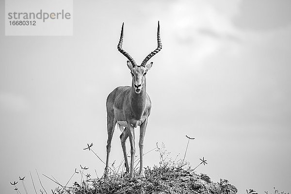 Eine schöne Antilope steht auf einem Hügel