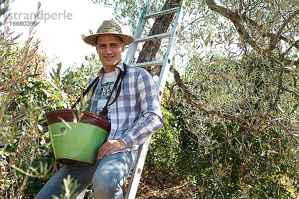 Junge arbeitet beim Olivenpflücken auf einer Leiter