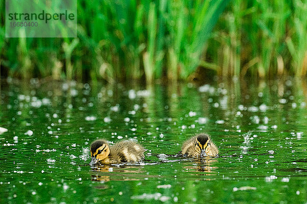Direktansicht von zwei jungen Enten  die auf einem Teich Wasser trinken
