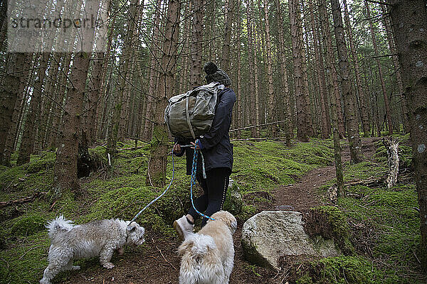 Ein Rucksacktourist wandert mit zwei weißen Hunden durch den Wald