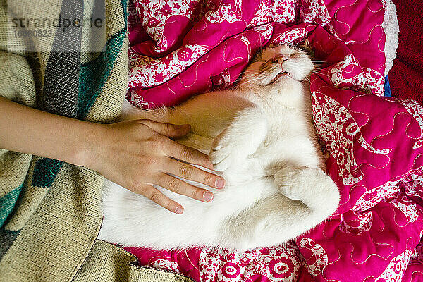 eine Hand streckt sich aus  um den Bauch einer glückseligen Katze zu streicheln